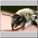 Andrena vaga - Weiden-Sandbiene -01- w04e 13mm.jpg